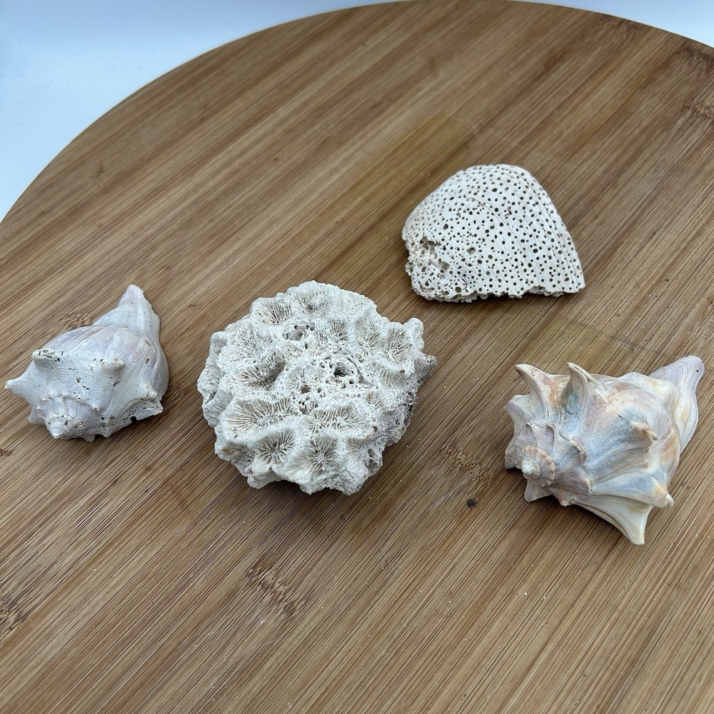 Dried Natural CORAL Fossil Whelk Shell Sea Stone Home Decor Aquarium Unique